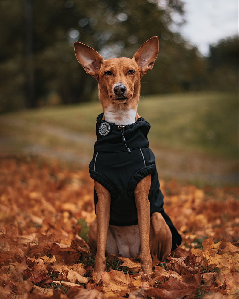 Orbiloc Reflective Clip – Reflektor-Clip für zusätzliche passive Sichtbarkeit bei Nacht