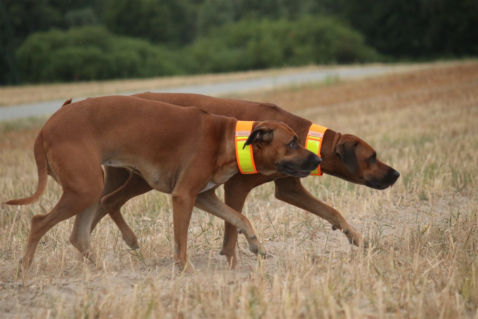 Niggeloh Warnhalsung – Hundehalsband mit Reflektorband EN 13356 und Adressfach