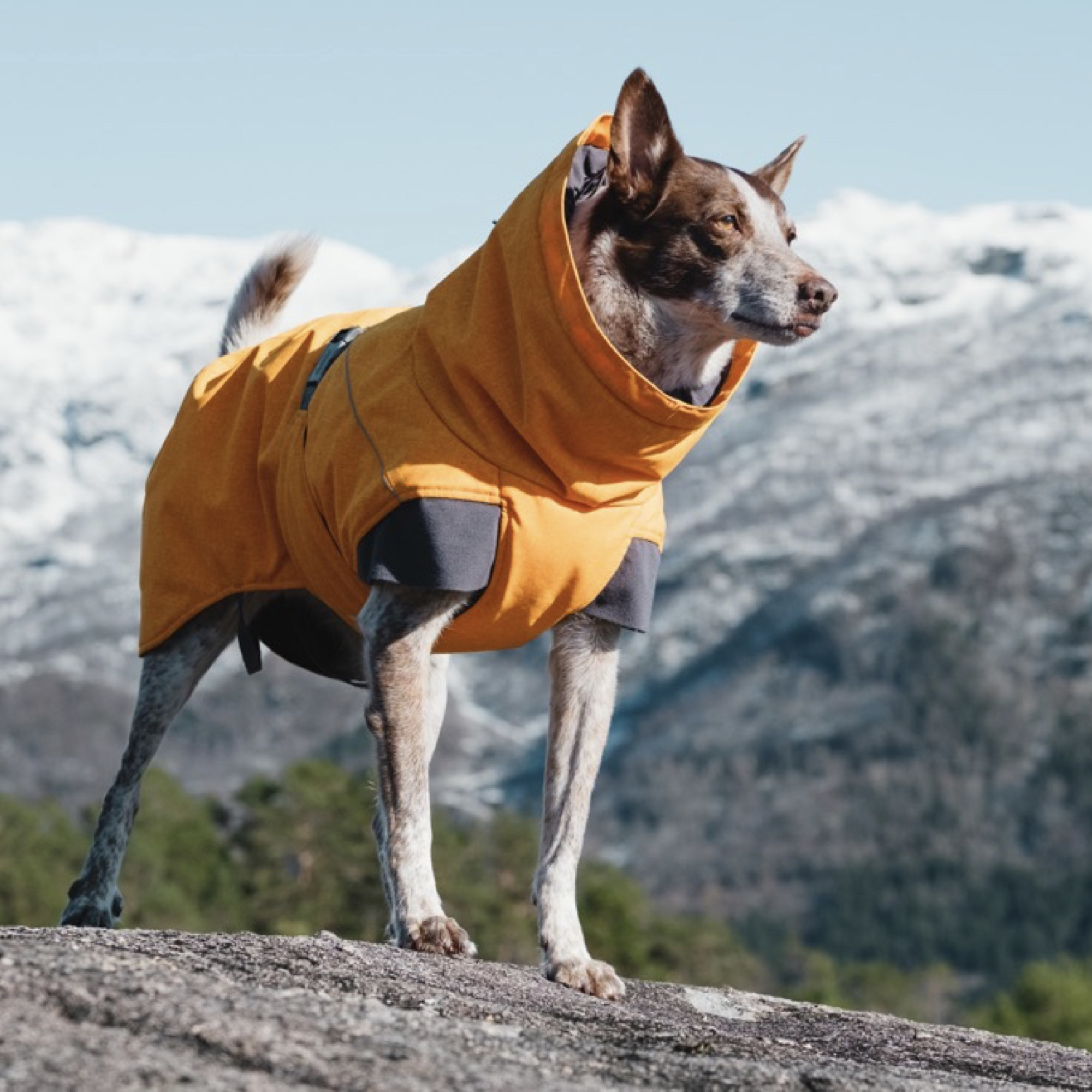 Hundebekleidung für Outdoor-Abenteuer