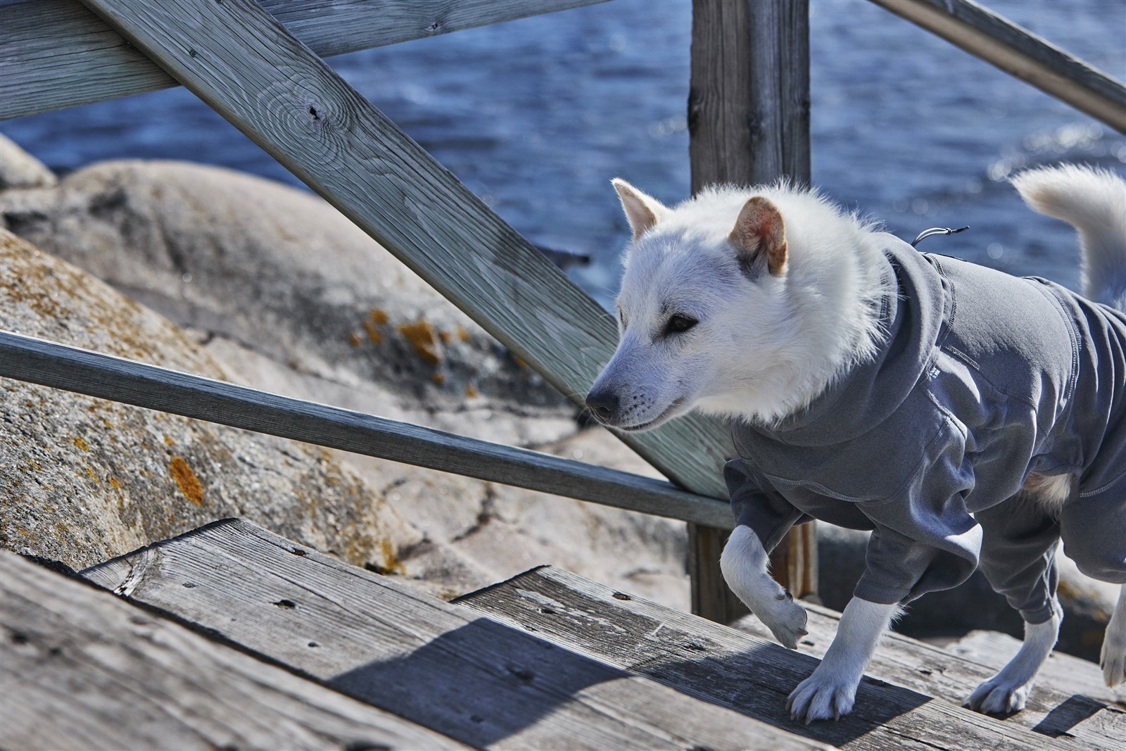 Hurrta® Hunde-Overall Midlayer | blackberry |