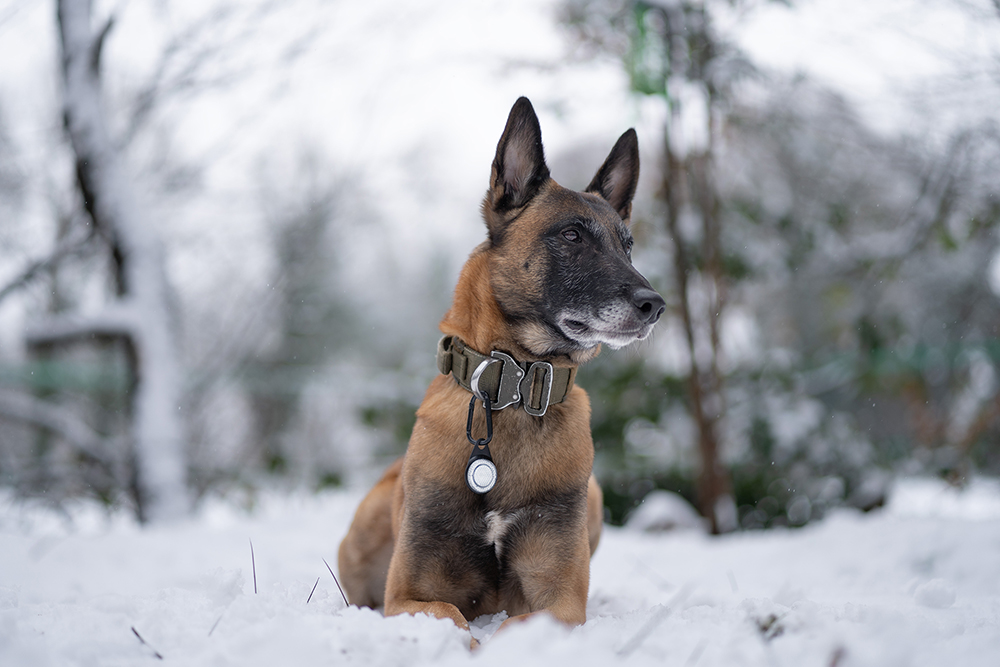 Orbiloc Reflective Carabiner – Reflektor-Karabiner für zusätzliche passive Sichtbarkeit bei Nacht