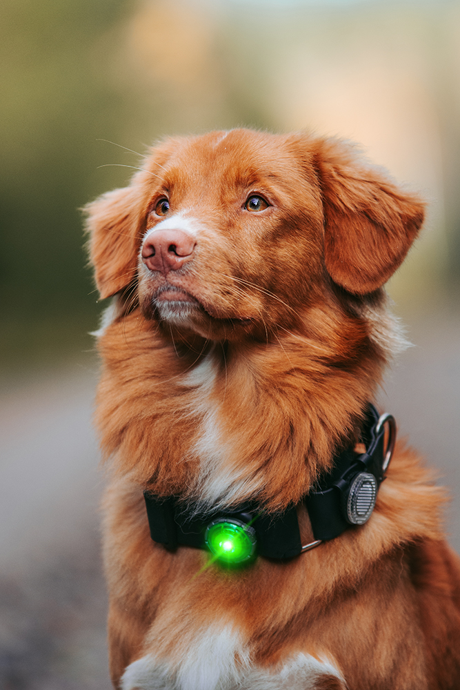 Orbiloc Reflective Clip – Reflektor-Clip für zusätzliche passive Sichtbarkeit bei Nacht