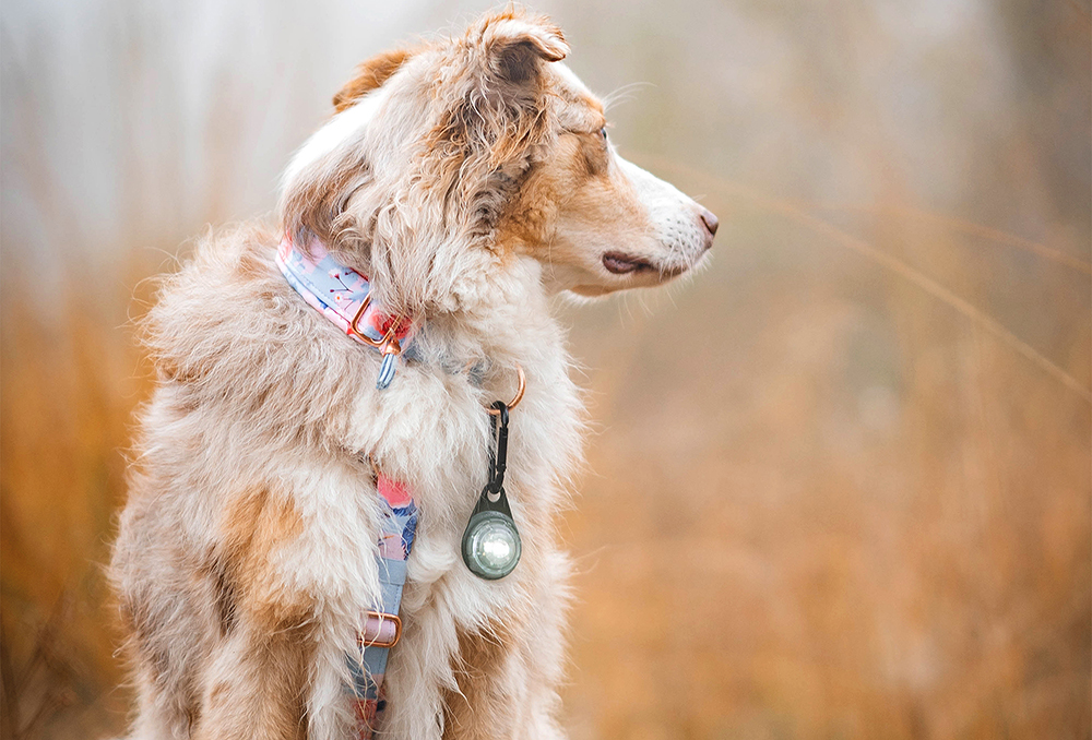 Orbiloc Carabiner – Karabiner-Befestigung für Orbiloc Leuchten an Rucksack, Leine und Geschirr