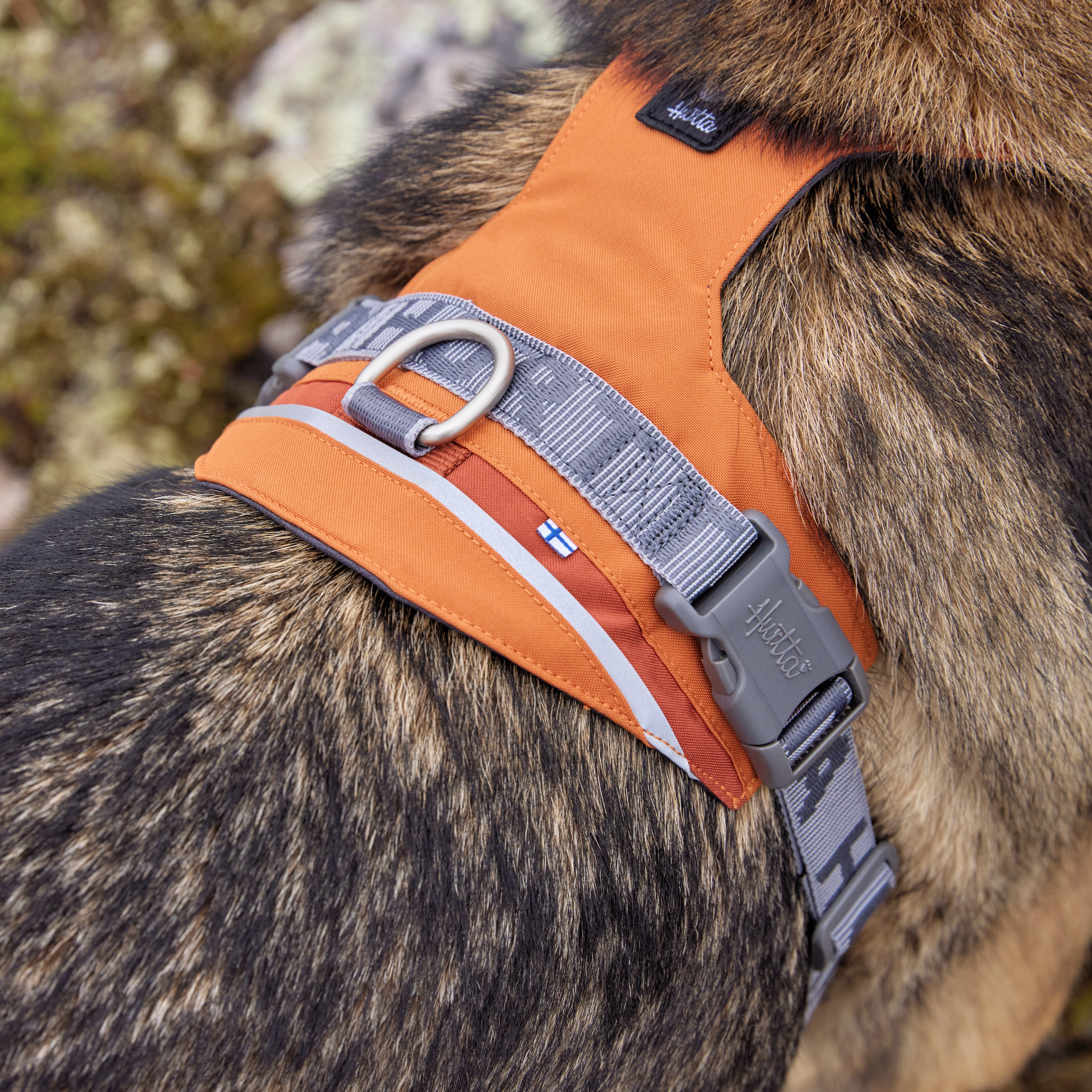 Geschirre und Leinen für Outdoor-Touren