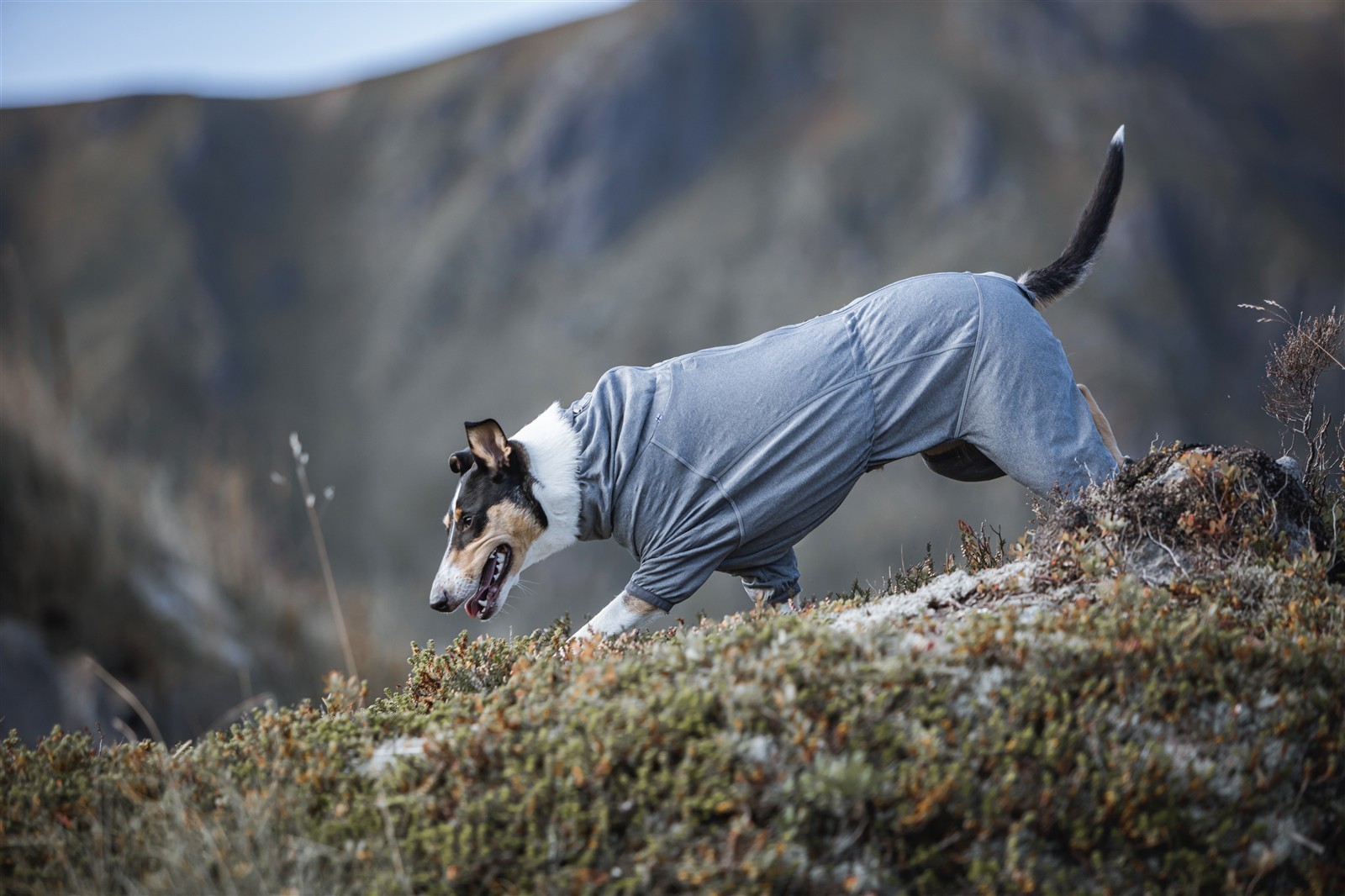 Hurrta® Hunde-Overall Body warmer | carbon grey