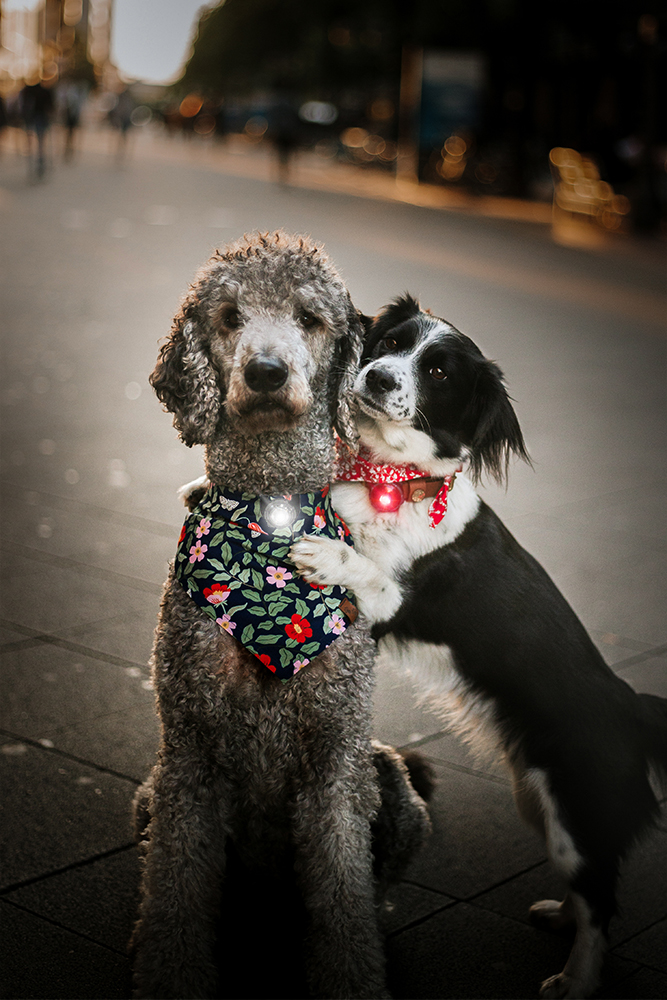 Orbiloc TWIN Pack HUND – LED-Sicherheitslicht Rot & Weiß für Hund und Halter