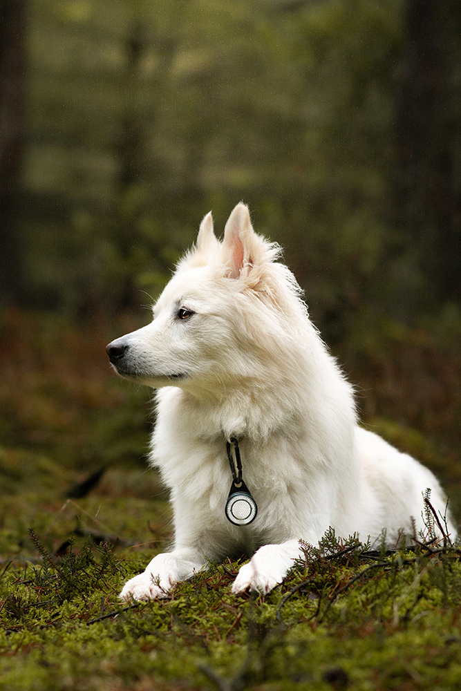 Orbiloc Reflective Carabiner – Reflektor-Karabiner für zusätzliche passive Sichtbarkeit bei Nacht