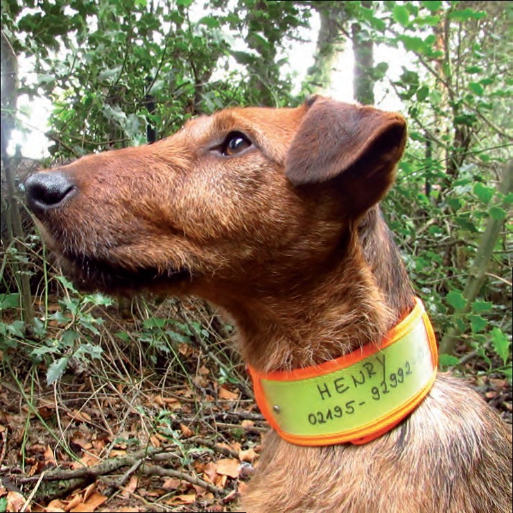 Niggeloh Warnhalsung – Hundehalsband mit Reflektorband EN 13356 und Adressfach